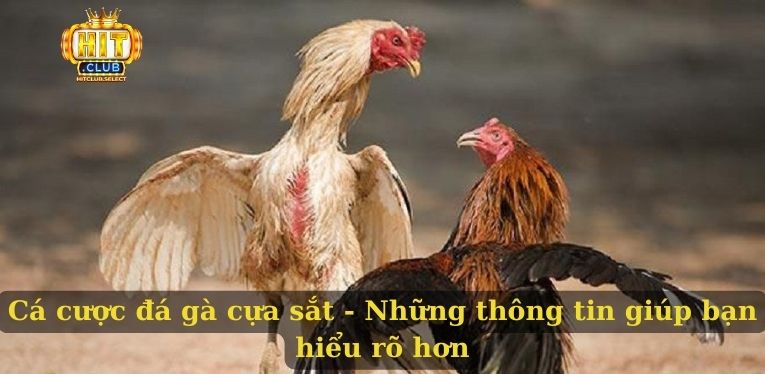 Đá gà cựa sắt - Hình thức cá cược chất lượng và uy tín 1 Cá cược đá gà cựa sắt - Những thông tin giúp bạn hiểu rõ hơn
