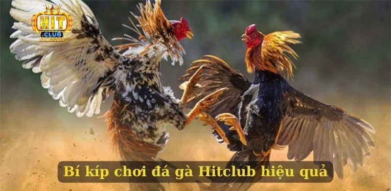 Đá gà Hitclub - Thỏa đam mê chọi kê của nhiều bet thủ 3 Bí kíp chơi đá gà Hitclub hiệu quả